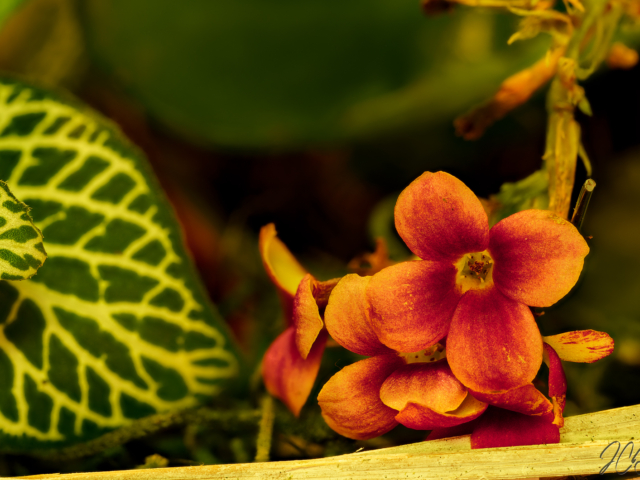 Close up of flower in grainy style macro