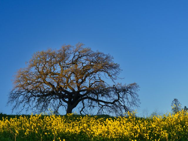 A sprawling lit oak tree in front of a pure blue sky with yellow flowers in the foreground