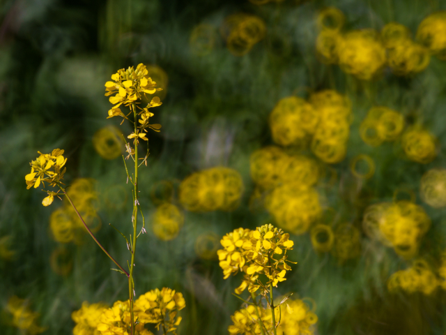 Sea of Yellow Mustard Flowers with donut bokah