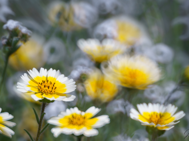 Sea of daisy flowers with bokeh