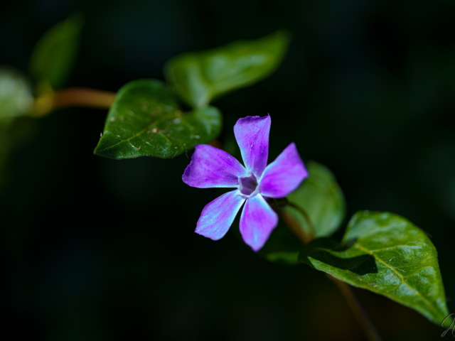 Closeup of Purple Flower and Green Leafs